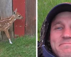 Man Rescues Fawn With Broken Leg – She Thanks Him In Remarkable Fashion