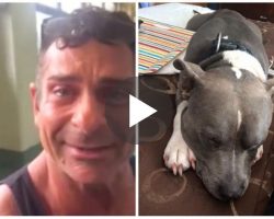 He posts photo of his stolen dog. 1 year later, he receives chilling message that made him run to the door