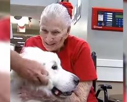 A Massive, 106-Pound Dog Walks Up To A Frail Grandma… Now Watch What She Does