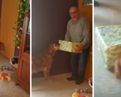 Owner Surprises Senior Dog With New Dog – Watch The Emotional Moment They’re Introduced