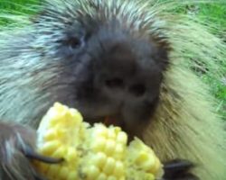 Porcupine Is Handed Some Corn, But The Noise He Makes When Mom Takes It Will Make You Howl
