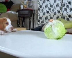 Puppy Spots Lettuce On The Table, But It’s His Next Trick That’s Had Millions In Tears