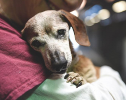 18-Year-Old Blind Dog Meets Her First Person At The Shelter And Refuses To Let Go