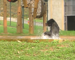 Rescued Bear Is So Happy He Can’t Stop Jumping