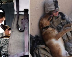 16 powerful photos of service dogs that highlight their unconditional loyalty