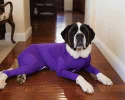 These Dog Leotards Are Not Only Adorable—They Solve A Problem That Plagues Most Dog Owners
