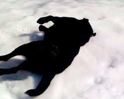 Dog Runs Out In Snow And Immediately Falls Down. Family Can’t Stop Laughing At His New “Trick”