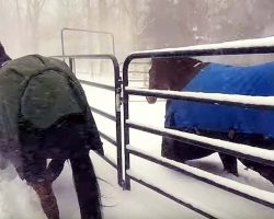 Mom Sends Her Horses Out In The Snow. Their Comeback Has The Internet In Laughter