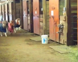 Tiny Horse Race Erupts In Stables Lead By A Dog
