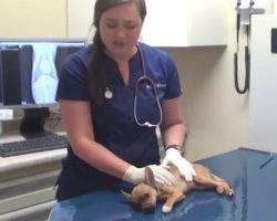 Tiny puppy was dying right in front of Vet – but what happened at the end is simply miraculous!