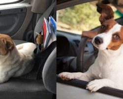 Truck Driver Picks Up Anxious Stray…The Dog Immediately Leads Him To One Huge Surprise!