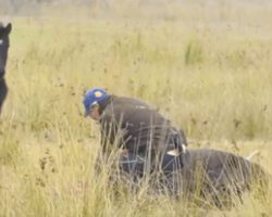 Man Saves Wild Horse With Chained Legs – Horse Thanks Him In Incredible Fashion