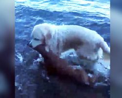 Hero Dog Emerges From Water With Something In Her Mouth…Owner Looks Close And Gasps!