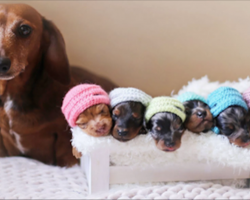 This Wiener Dog Photo Shoot Is Guaranteed To Melt Your Heart