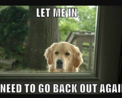 10 Hilarious Dog Memes To Save The Day