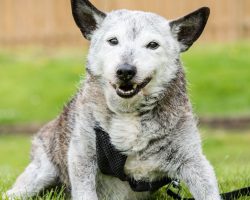 Friends wondered how his 23-year-old dog lived for so long. His secret – “spoiling” his dog