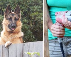 Alone and Desperate, Penny Jumps To See Into Neighbors Garden, So Jennifer Grabbed A Drill