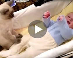 This Baby Suddenly Becomes So Excited That The Cat Is Left Completely Confused!