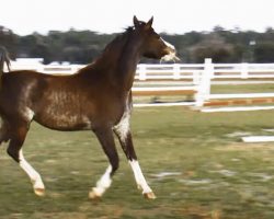 Black Arabian filly dancing at the trot