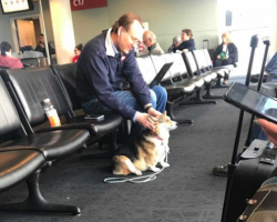 Rescue Corgi Senses Man In Airport Needs Comforting, Approaches Him