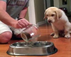 Puppy Watches Dad Fill His Food Bowl. What He Does Before Eating Completely Melts My Heart