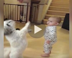The dog stands for a treat, but now keep your eyes on the baby! ROFL!