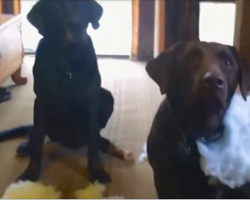 Dad Asks Which Dog Made The Giant Mess, Gets Hilarious Straightforward Answer