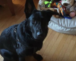 Mom Asks German Shepherd To Pick Out Favorite Toy, His Choice Is Too Sweet For Words