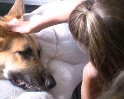 Giant Dog Guards A Screaming Child, Then Grandma Looks At His Paws And Sees The SHOCKING Truth…