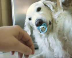 Golden Retriever Hilariously Refuses To Give Up Pacifier, Has Giant Meltdown