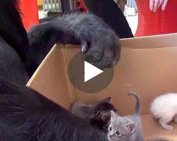 Gorilla Receives a Box of Kittens for her birthday. His Next Move Left Me Absolutely Breathless