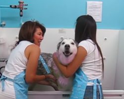 Groomers Start Bathing Husky, Know How He Feels About It When He Belts Out Original ‘Tune’