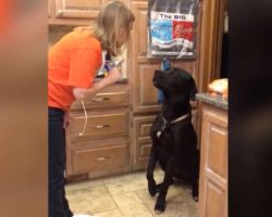 Guilty Labrador got busted by mom, has an adorable Apology for the Mess he made