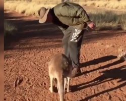Man sees kangaroo hopping after him, so he suddenly turns & kneels—then mind-blowing thing occurs