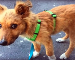 Homeless Pup Wanted A Home So Badly, He’d Follow People Home. Then One Day, Someone Kicked Him…