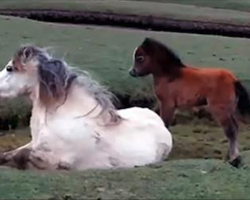 Baby Horse Refuses To Leave Injured Mom’s Side