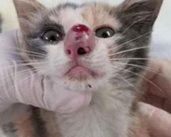 Kitten’s nose is swelled up – now watch when the vet realizes the terrible truth