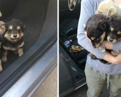 Man Hits Breaks When Puppy Runs In Front Of Car, Realizes Puppy’s Trying To Get Help For Friends