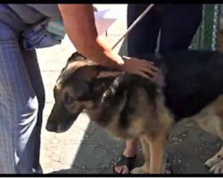 Heartbroken Dog Is Scared When He’s Led Out Of Kennel — But Then He Sees Where He’s Going