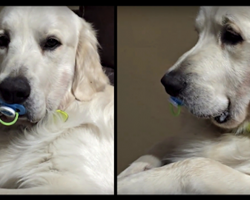He found the pacifier, and then Mom tries to take it from him