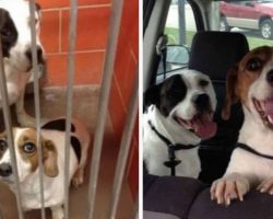 8 Heartwarming Photos Of Pets Taken Before And After Adoption