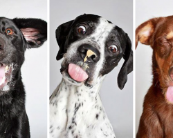 Shelter Uses Photobooth Pics To Help Dogs Get Adopted