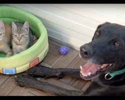 Two Abandoned Kittens Now Have The Greatest Foster Dad