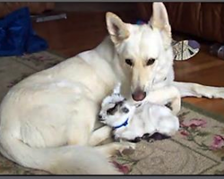 Baby Goat Thinks German Shepherd Is Her Mama!