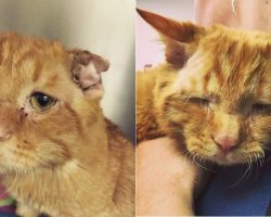 Shelter Decides To Euthanize A Cat Who Was ‘Unadoptable’ – Look How Kitty Transforms Within One Hour!