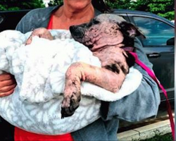 Puppy Taped In Box And Dumped Wagged Her Tail In Hopes Someone Might Hear Her