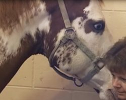 They Were Thrilled When Their Horse Got Pregnant, But What She Gave Birth To Was Very Unexpected.