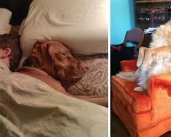 20 Photos That Prove All Is Well With The World When You Have A Pet