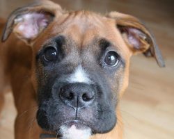 10 Boxer Dogs Who Will Help You Cope With Your Daily Life Challenges