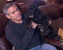 10 Celebrity Cocker Spaniel Owners